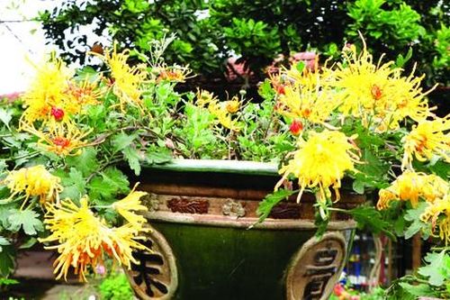 Thú chơi cúc cổ
