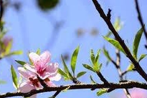 KÝ ỨC XƯA BÊN MẸ