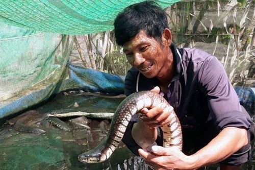 Nuôi 'đặc sản' đồng ruộng, anh nông dân miền Tây thu bộn tiền