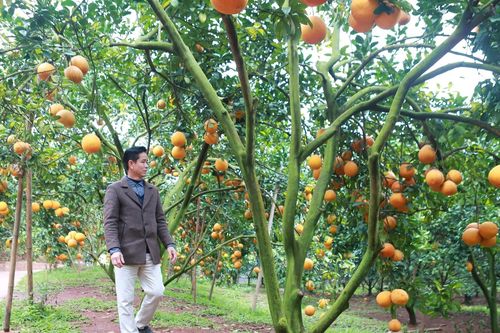 Rủ khách thăm vườn, lão nông thu tiền tỷ mỗi năm