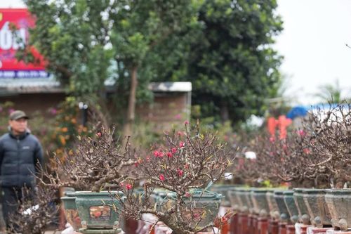 Đào Thất thốn - Loài hoa quý làm đẹp thêm vùng đất Hà thành mỗi dịp Xuân