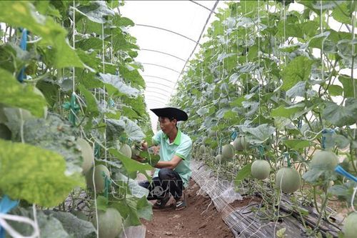 Nghị quyết 01/NQ-CP: Thúc đẩy kinh tế tuần hoàn trong nông nghiệp