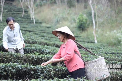 Vùng chè Đình Lập: rộn ràng đón xuân