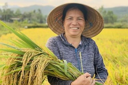 Khát vọng vươn lên từ cây lúa