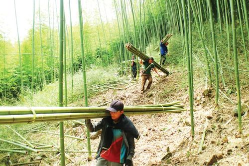 Mang đến mùa xuân no ấm
