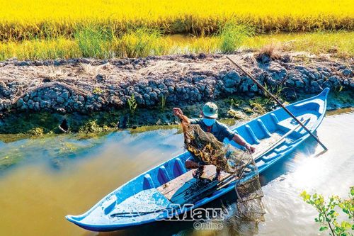 Tết ấm no nhờ lúa thơm, tôm sạch