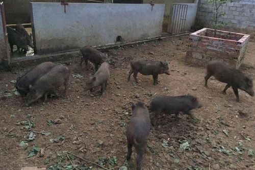 Lạ đời sản vật địa phương, thức quà quê gắn với tuổi thơ trở lại vào dịp Tết, thành món ngon 'độc lạ'