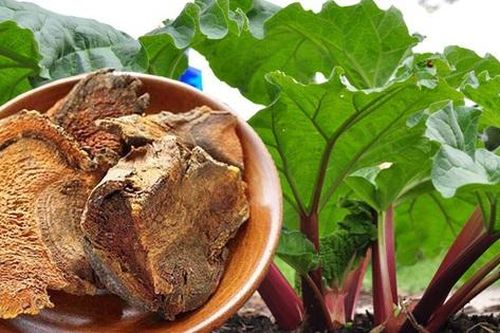 Hai bài thuốc giúp điều hòa tỳ vị hỗ trợ tiêu hóa trong ngày Tết