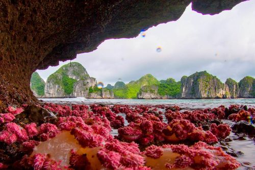 Khám phá 'báu vật' dưới đáy Vịnh Hạ Long