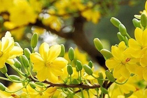 Tình này rất Xuân