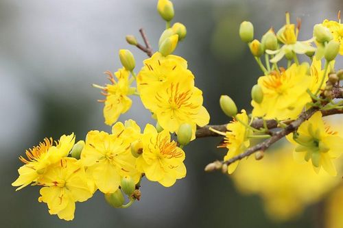Những cái Tết thiếu mai vàng
