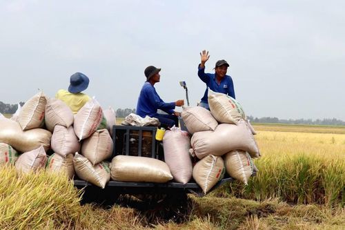 2024 tiếp tục là năm bứt phá trong xuất khẩu gạo