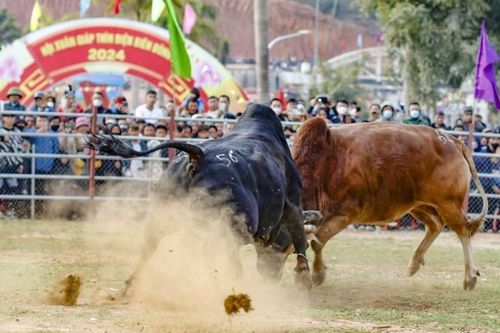 Hội thi chọi bò Xuân Giáp Thìn 2024: Nét đẹp văn hoávùng cao Điện Biên Đông