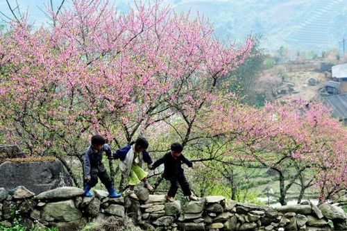 Ngắm hoa đào tuyệt đẹp khoe sắc xuân trong sương tại Sa Pa