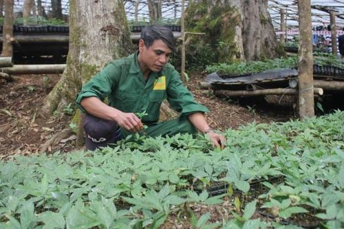 Kon Tum: Người dân vùng khó khăn đón Tết ấm no nhờ trồng dược liệu