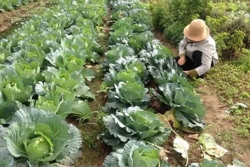 Hà Nội tập trung phát triển nông nghiệp hiện đại