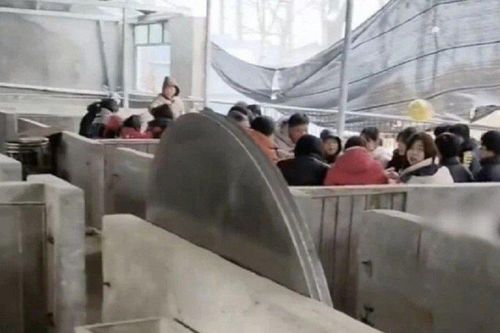 Đám cưới được tổ chức trong chuồng lợn vì lý do đặc biệt