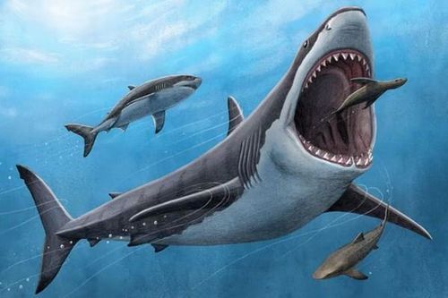 Hé lộ những bí mật mới về 'siêu quái vật' Megalodon