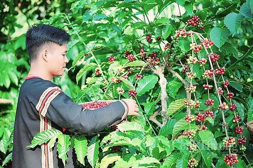 Nâng tầm thương hiệu cà phê Tây Nguyên