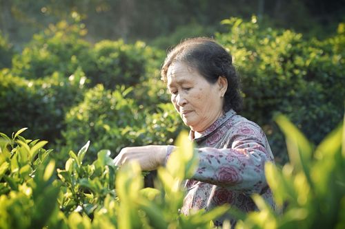 Tết về Phú Hội thưởng trà