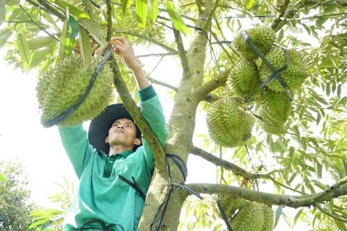 Khánh Sơn từng bước chuyển mình
