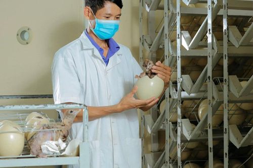 Đến Khánh Hòa xem đà điểu đẻ trứng