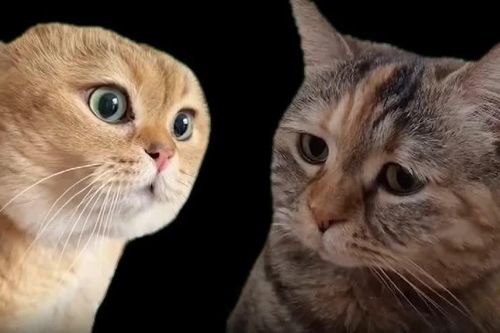 Chú mèo mặt buồn 'nổi tiếng nhất mạng xã hội'