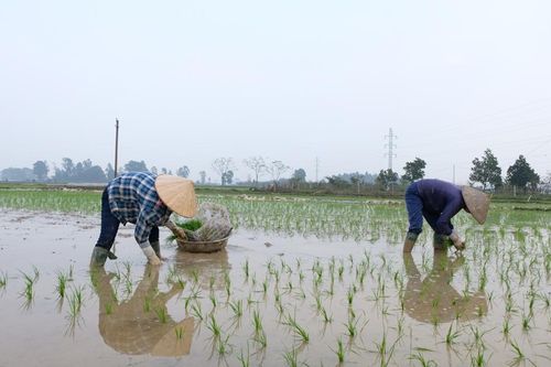Hà Nội: Lúa non đã phủ xanh hàng chục ngàn héc-ta vụ Xuân