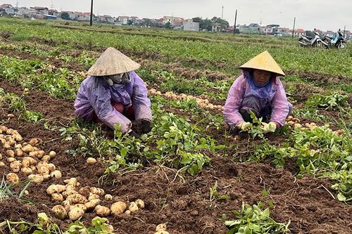 Nông dân Bắc Ninh với niềm vui mùa bội thu