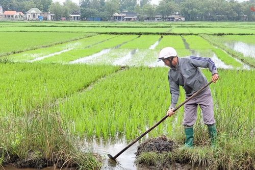 Rộn ràng trên cánh đồng lúa mùng 3 tết