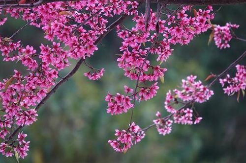 Ngỡ ngàng trước vẻ khoe sắc của hoa Tớ Dày ở Mù Cang Chải