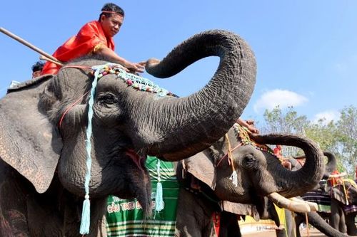 Hồi sinh 'báu vật của đại ngàn'