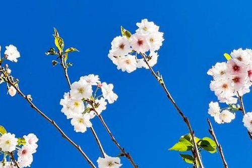 Anh đào Nhật Bản bung hoa rực rỡ trên đất Đà Lạt