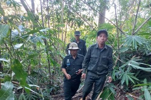 Những người 'gác Tết' để giữ rừng mãi xanh ở Bắc Tây Nguyên