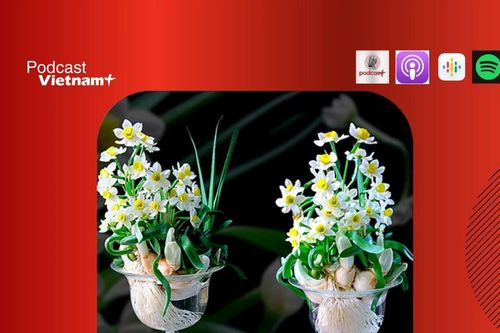 Thú chơi hoa Thủy tiên tao nhã và cầu kỳ của người Hà Nội