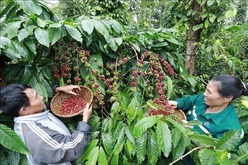 Liên kết sản xuất nông nghiệp nâng cao đời sống nông hộ