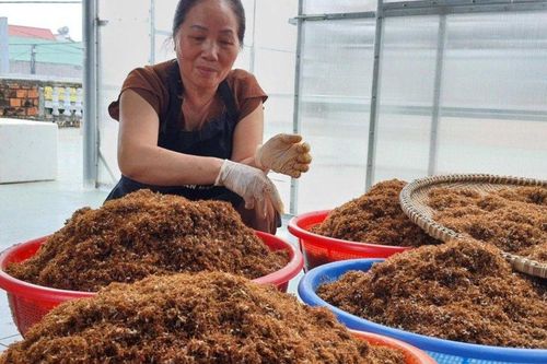Săn kiến vàng làm đặc sản nức tiếng Gia Lai