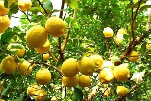 Chanh trồng trong chậu chỉ nở hoa nhưng không kết trái. Hãy thay đổi cách chăm sóc vào mùa xuân và quả sẽ sai trĩu cành vào mùa hè