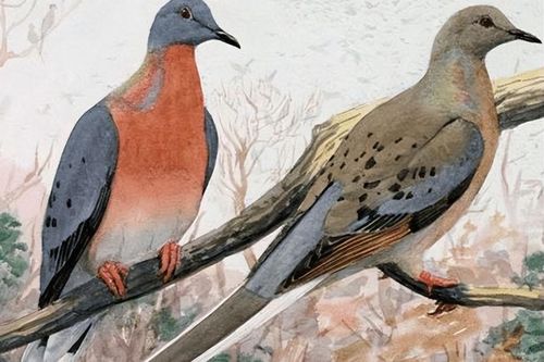Loài chim nặng gần nửa tấn bị tuyệt chủng vì có thịt quá ngon: Sự thật đáng kinh ngạc được phơi bày
