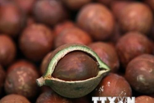 Giá sôcôla sẽ tăng cao trong dịp Lễ Valentine năm nay