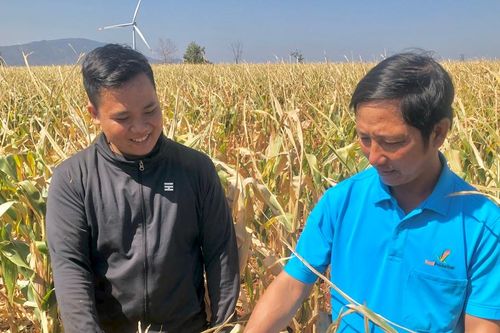 Nông dân Chư Pưh chuyển đổi cây trồng để nâng cao hiệu quả kinh tế