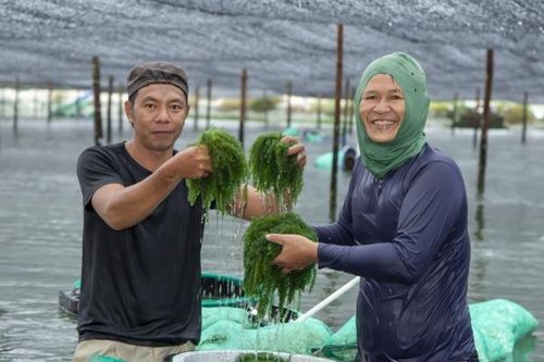 Nức tiếng rong nho