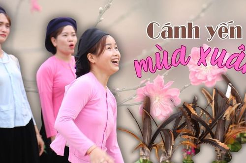Cánh yến mùa xuân