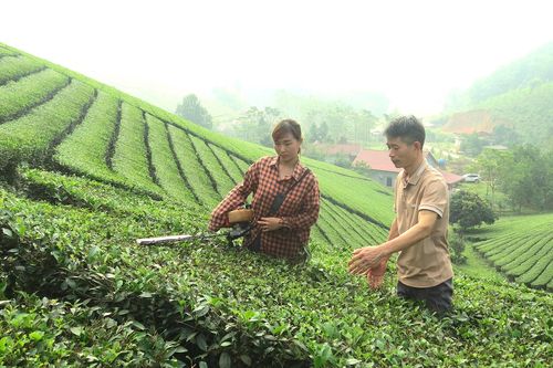 Đậm vị chè Xuân
