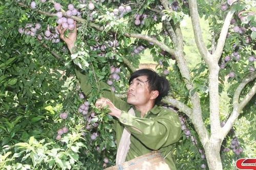 Du xuân vùng đất Châu Yên