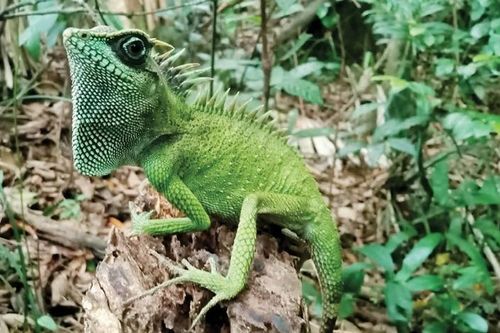 Khảo tìm rồng quý