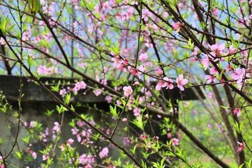 Độc đáo phong tục đón Tết của đồng bào vùng cao Tây Bắc