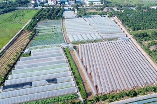 Nữ tỷ phú bôn ba xứ người 16 năm để đưa công nghệ cao về trồng rau hữu cơ