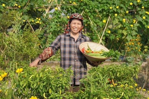 Trăn trở giấc mơ xanh trên cánh đồng hữu cơ