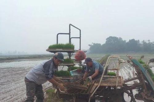 Ngày đầu xuân Giáp Thìn, Hà Nội gieo cấy 150ha lúa xuân